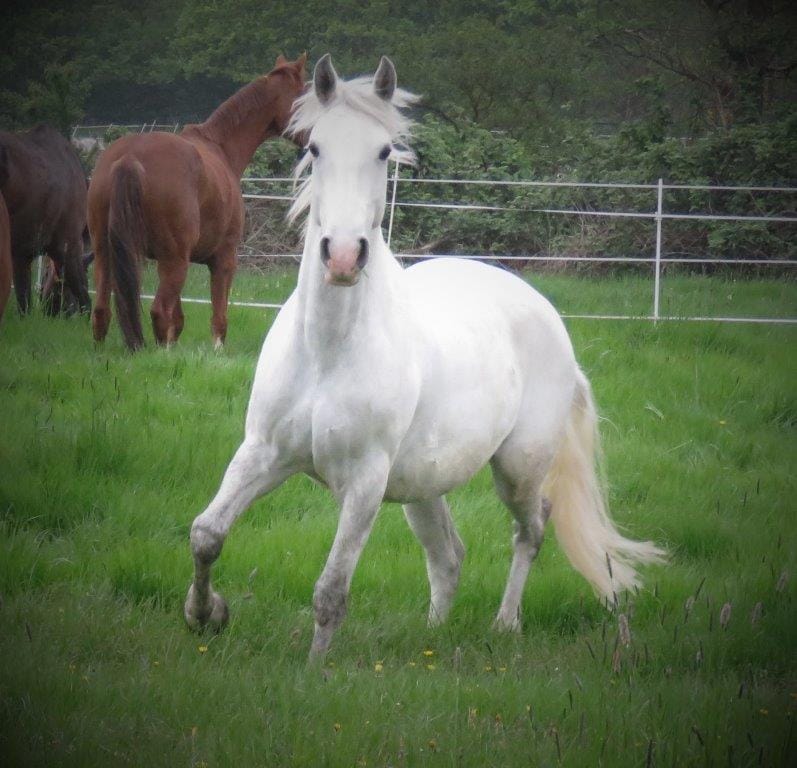Pferd_2.jpeg